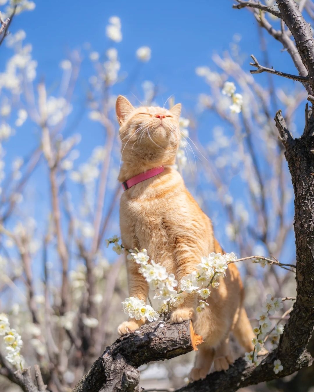 MELISSA  HORSE RESCUE logo