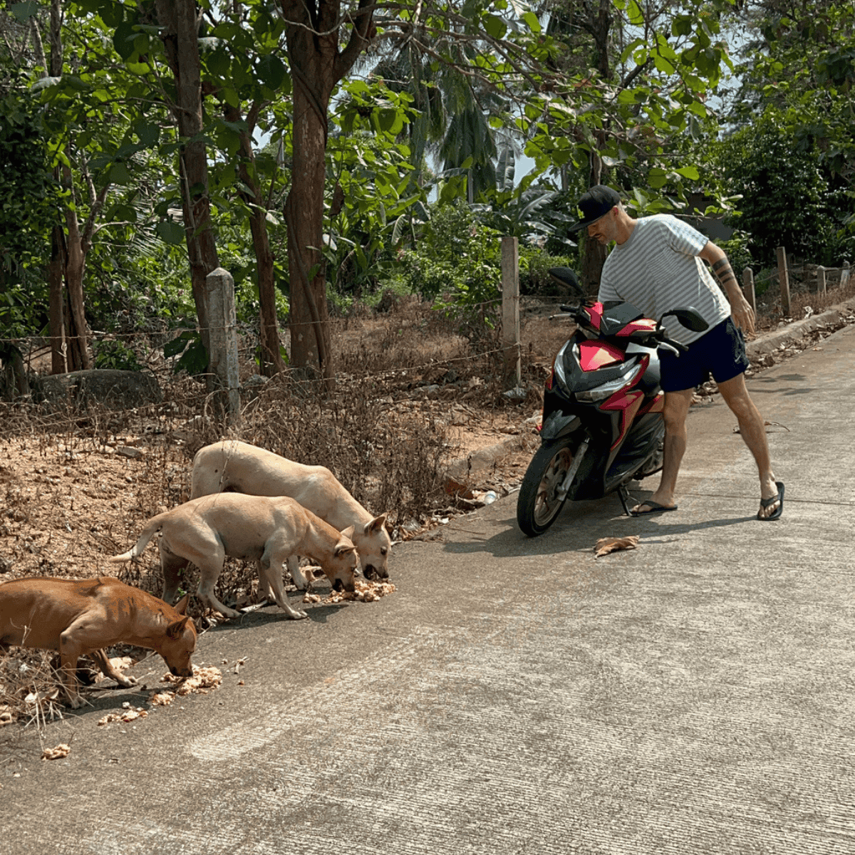 Street dog meal prep