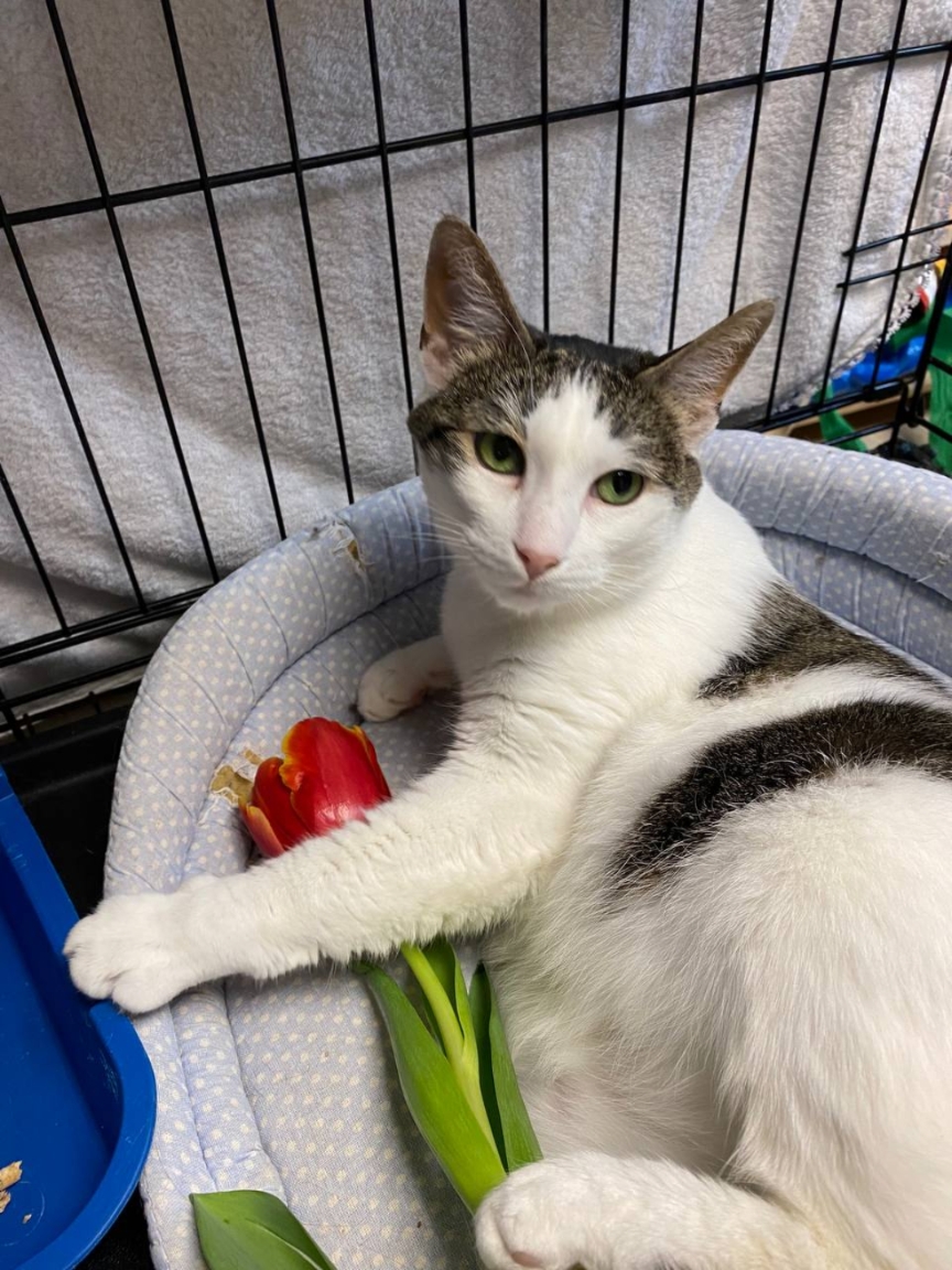 Christine Cats Shelter logo