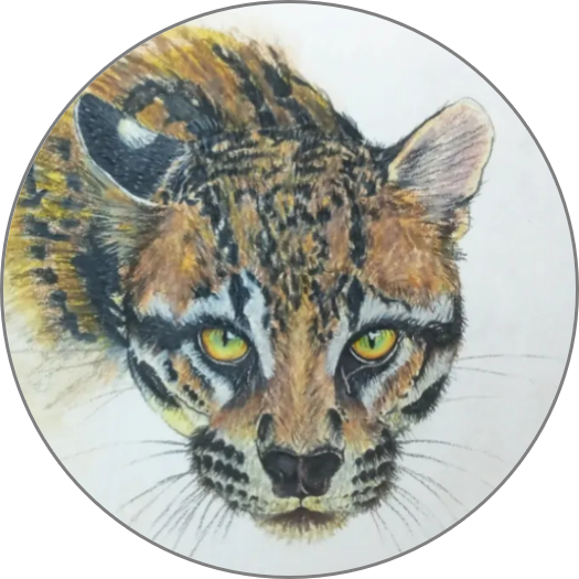 TT Ocelots logo