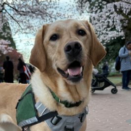 Photo from Team Happy Tails (Carlin, Gabriella, Kat, Lindy)