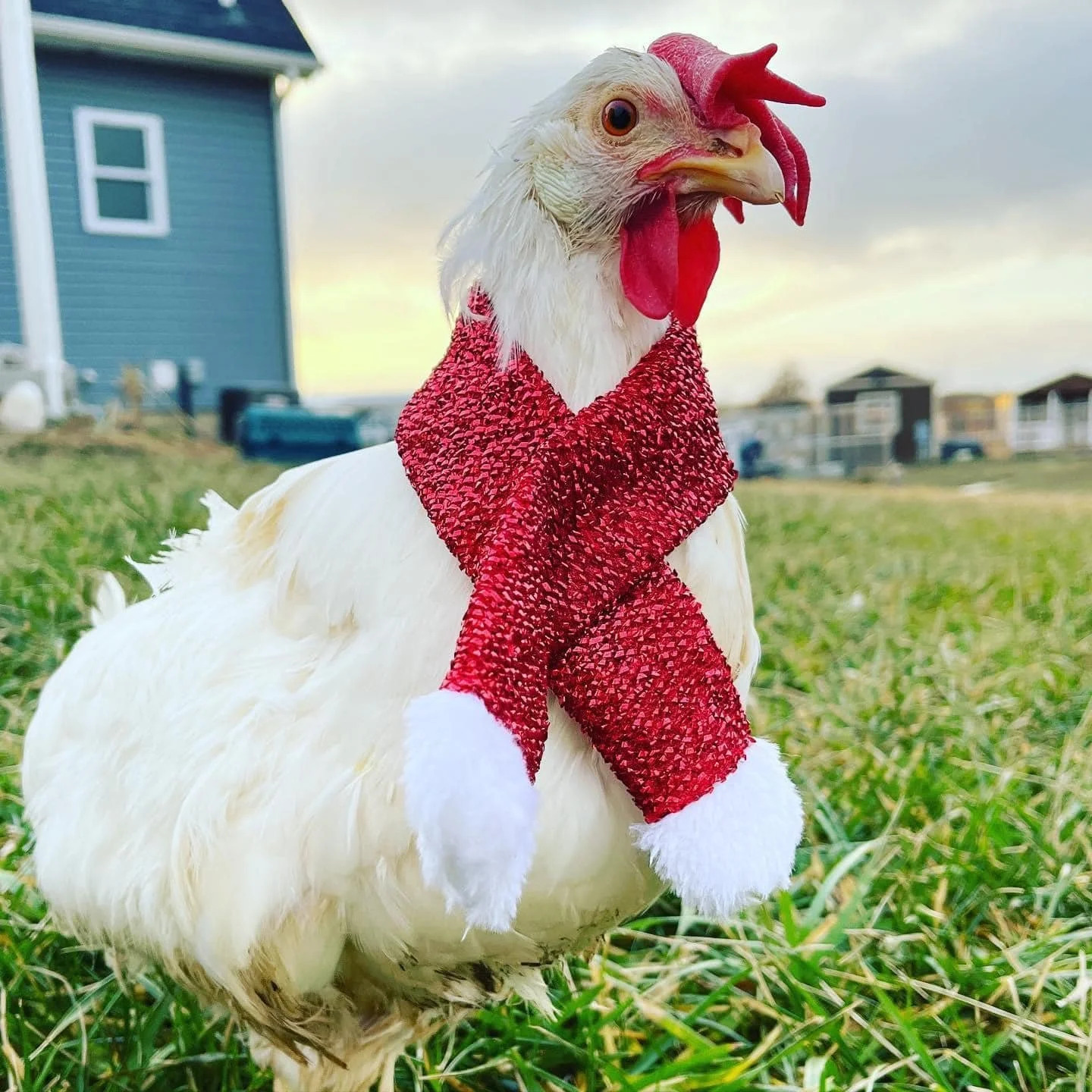 Atreyu the one-winged hen