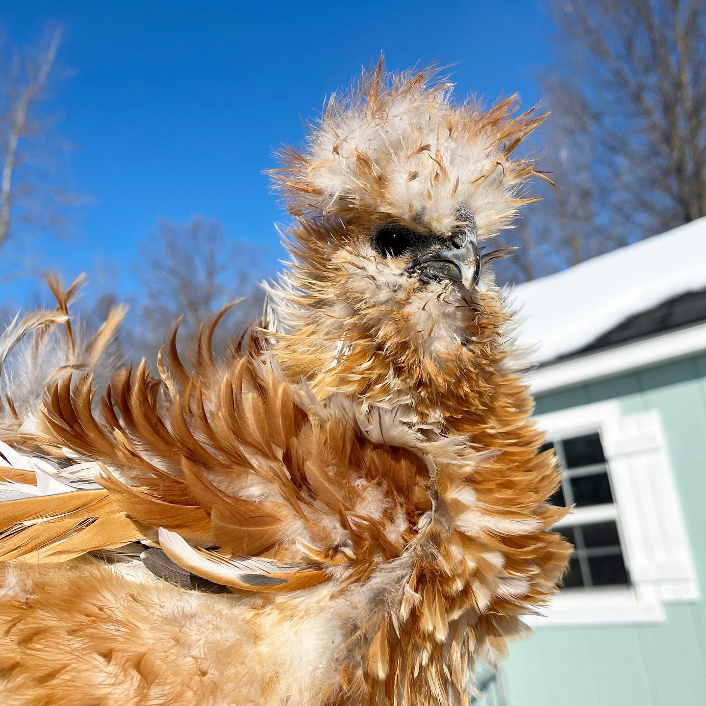 Beaker the chicken