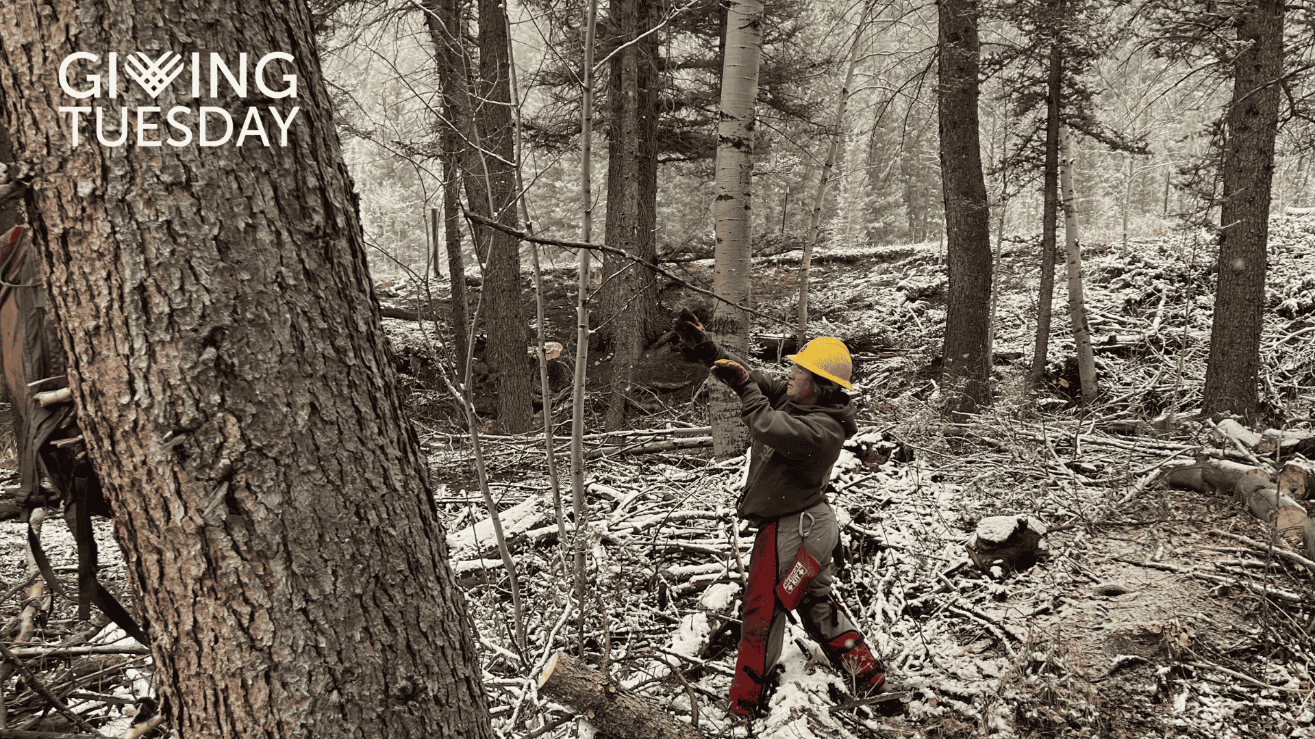 Conservation Legacy logo