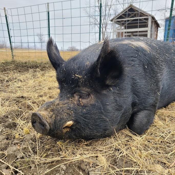 Benji the Guinea Hog