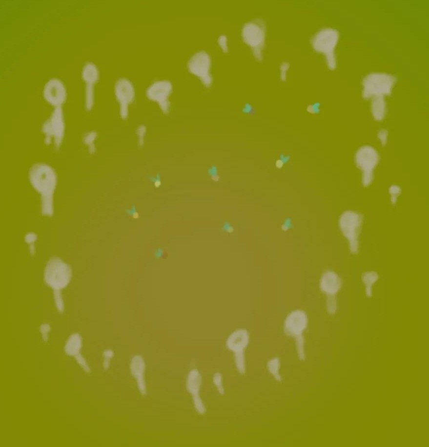 Photo from Rogue Fairy Rings