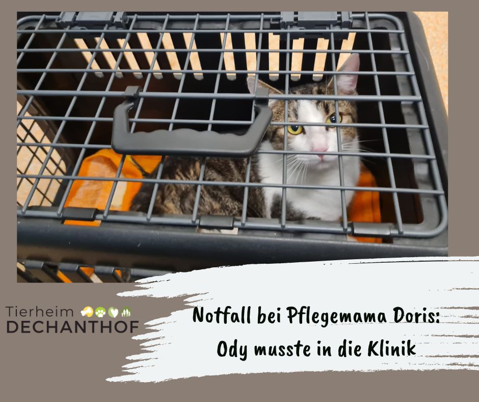Ody musste in die Klinik! | Tierheim Dechanthof (Unterstützt von Donorbox)