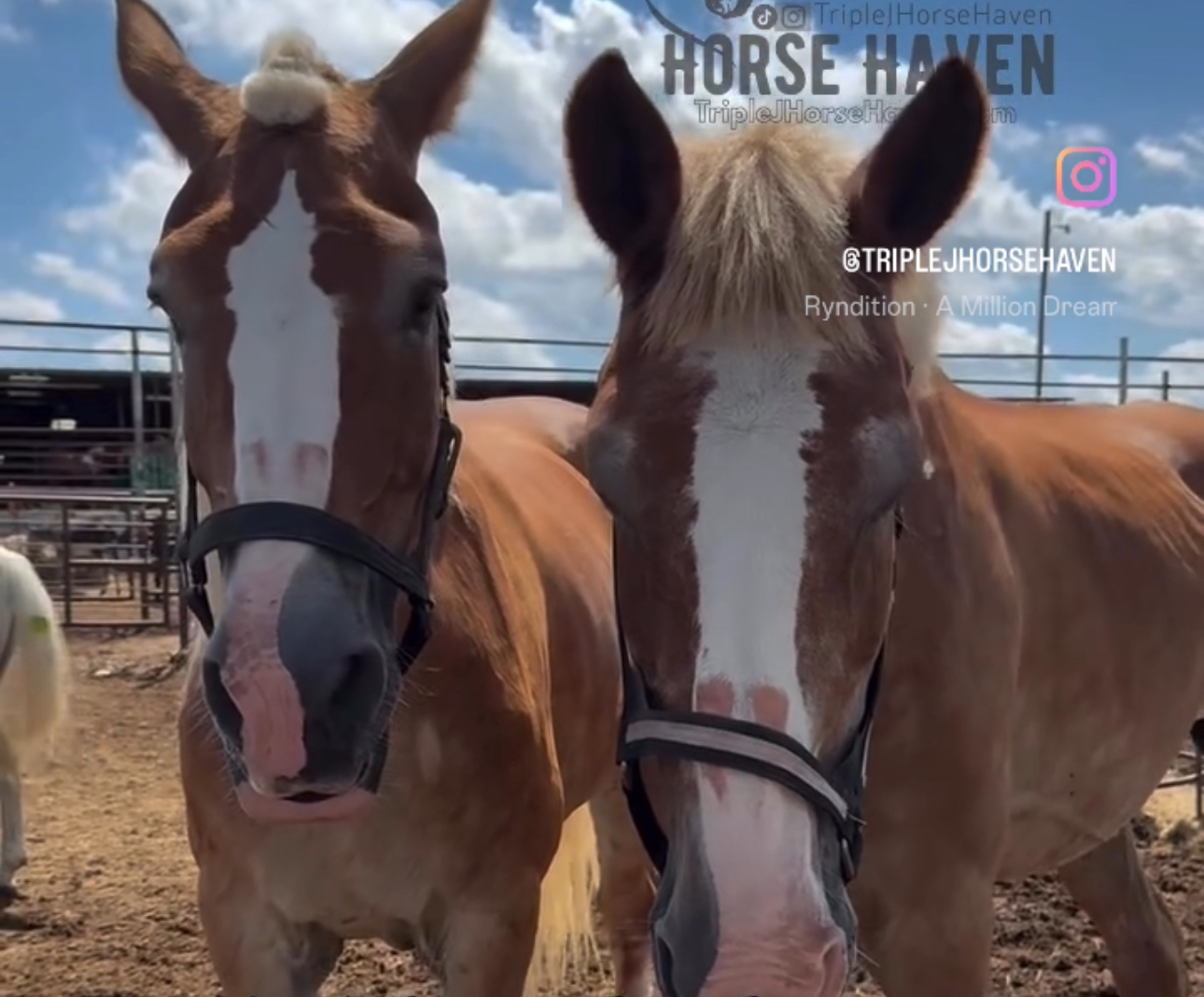 Triple J Horse Haven logo