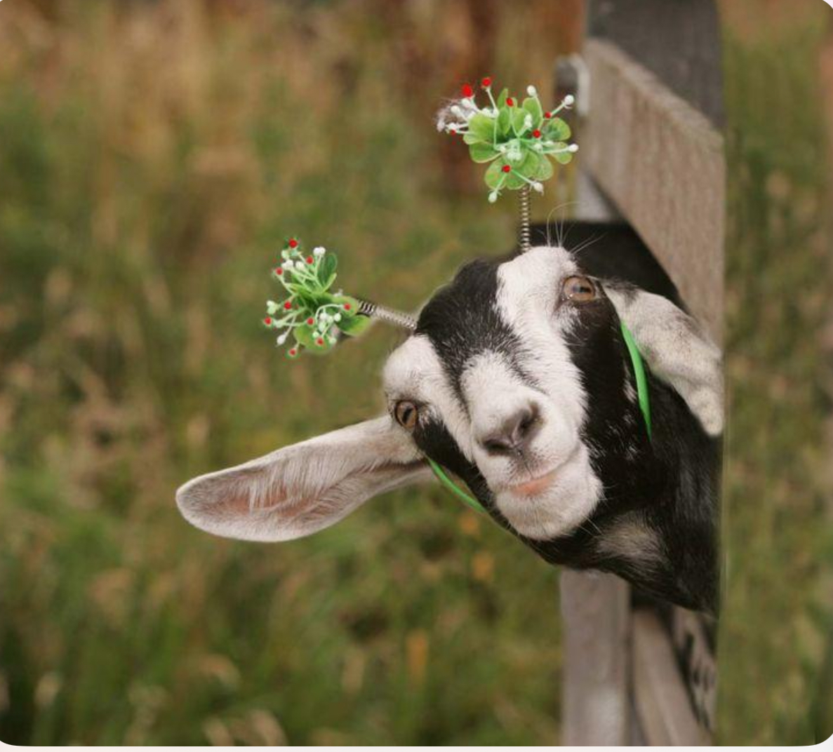 Photo from Goatzilla