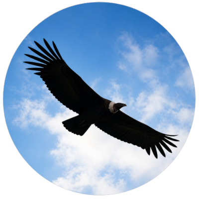 Sahaja Dharma logo