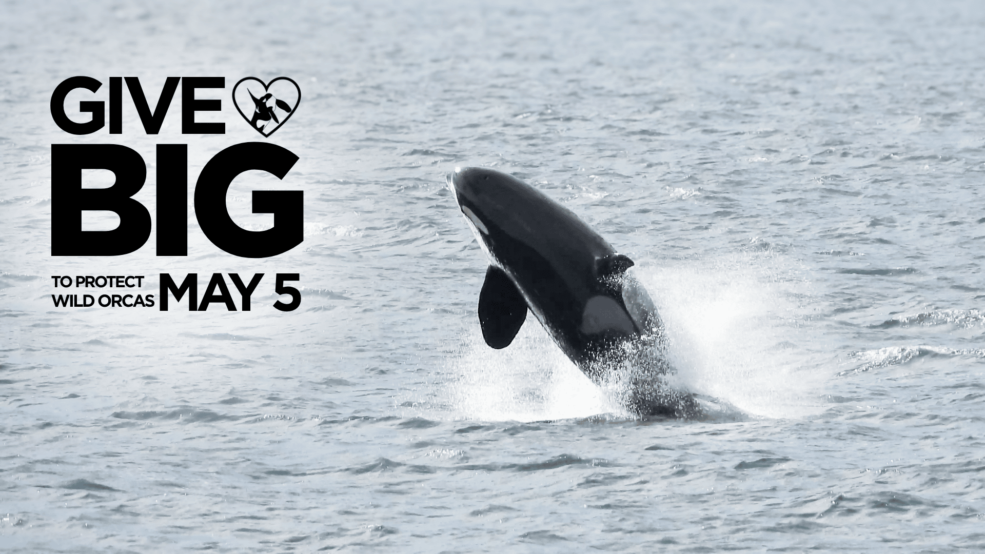 GiveBIG 2026 | Orca Conservancy (Powered by Donorbox)