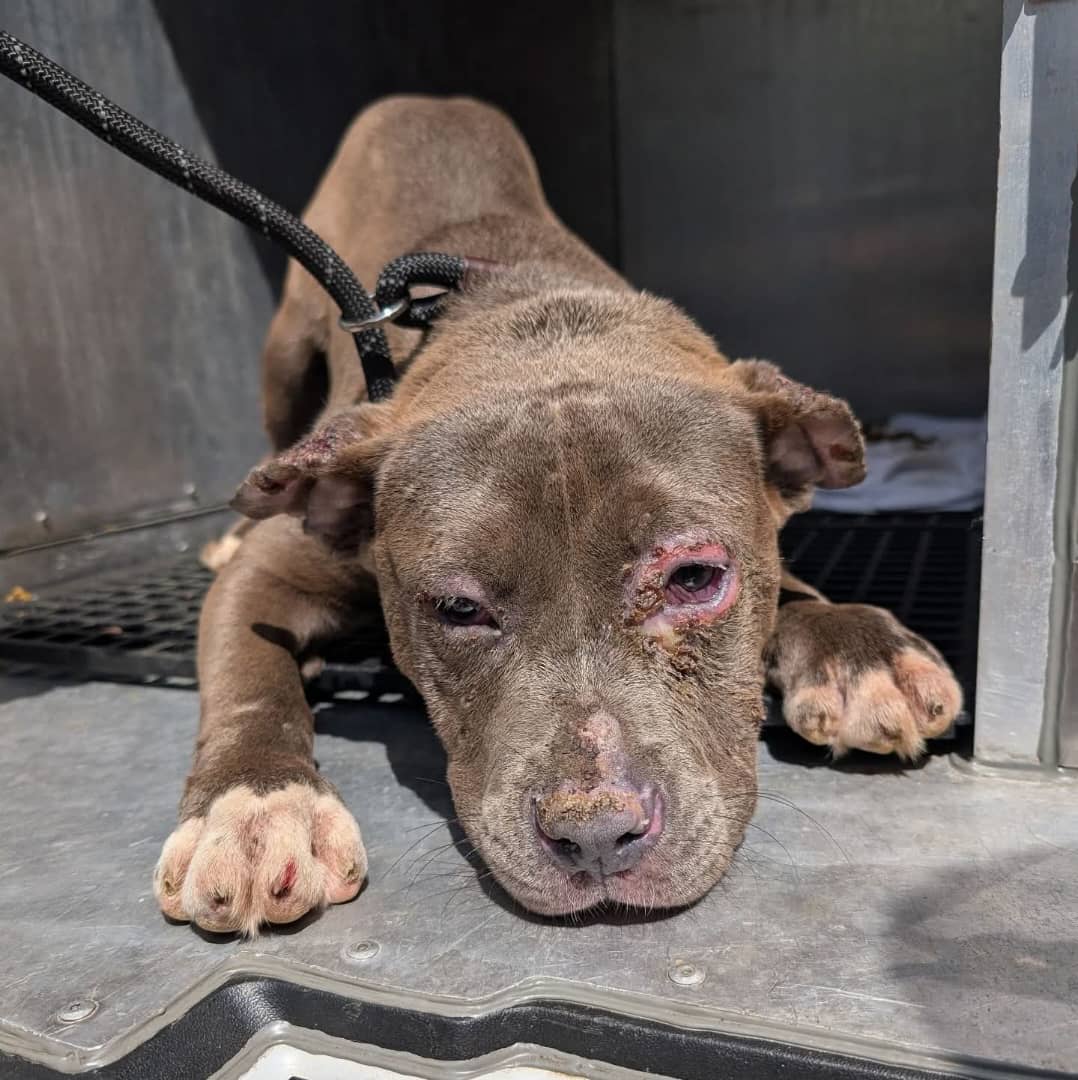 COMMUNITY OUT REACH logo