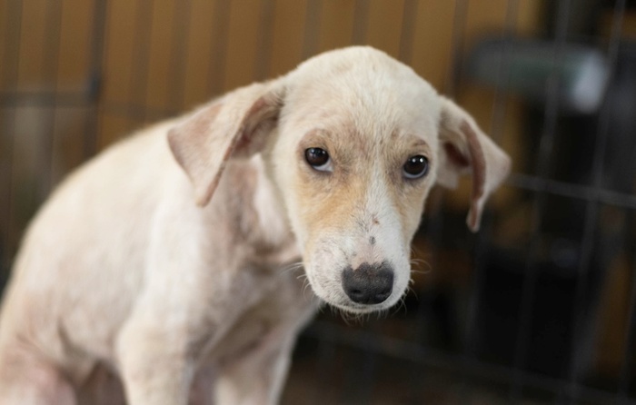 Help Aid Animal Victims of Cruelty and Neglect | Lady Freethinker ...