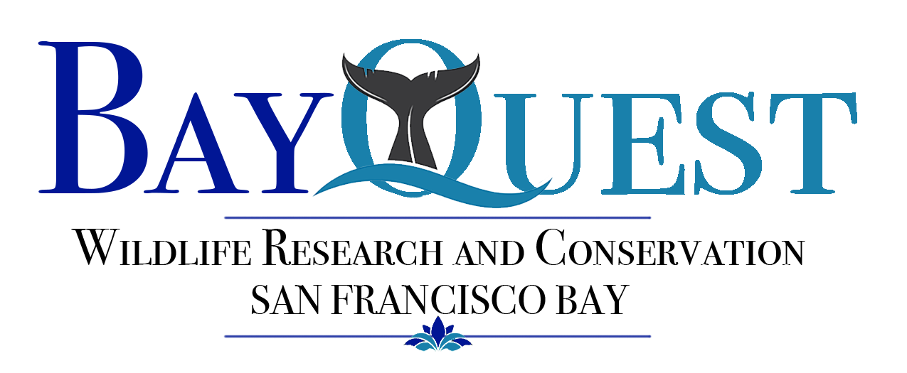 BayQuest logo