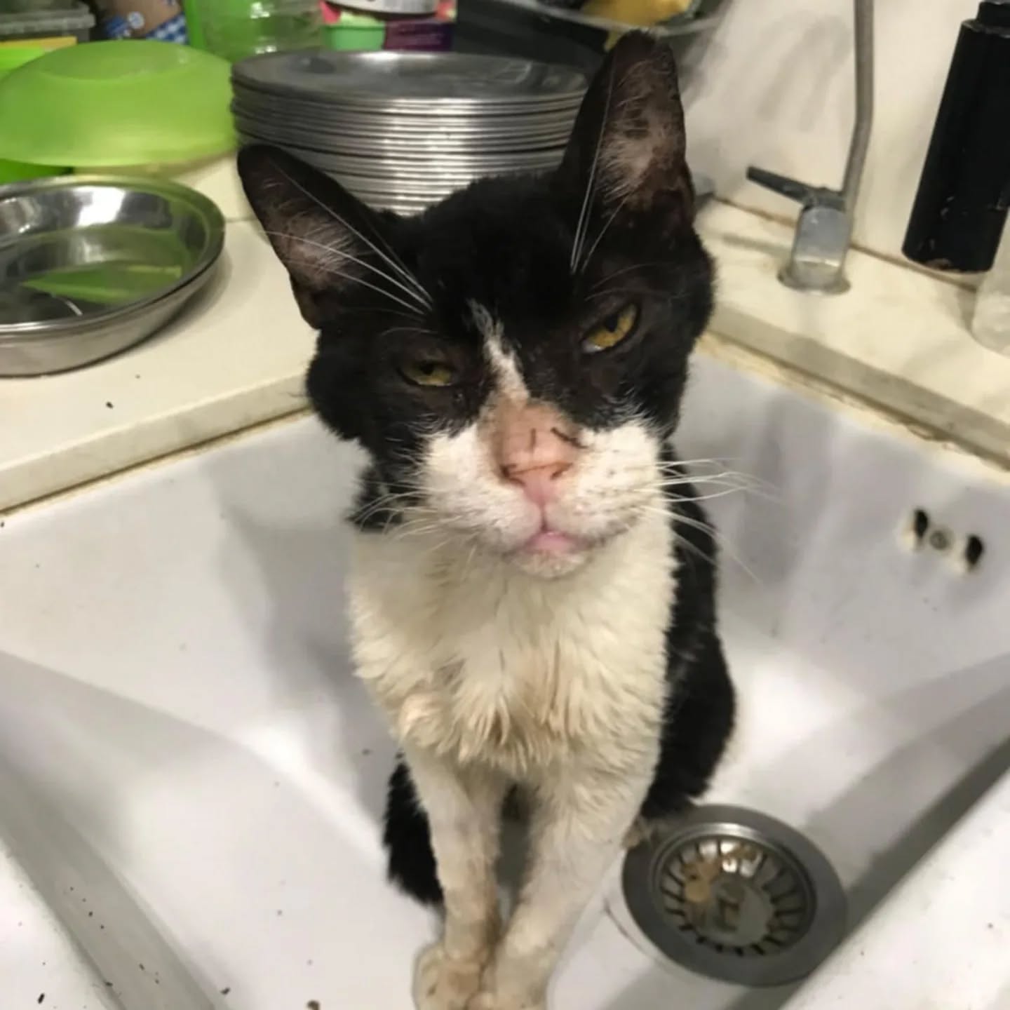 Tommy, looking very sick.