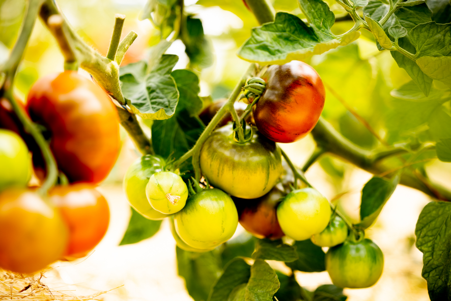 bio-intensive-market-gardening-in-living-soil-nakobio-powered-by