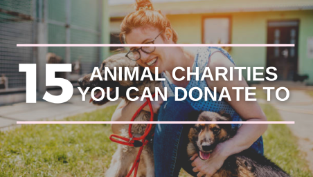 Top 15 Best Animal Charities You Can Donate To in 2021 | Donorbox