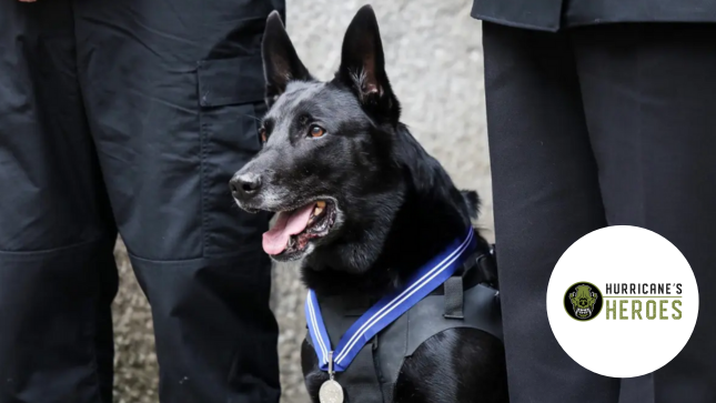 Hurricanes & Heroes case study