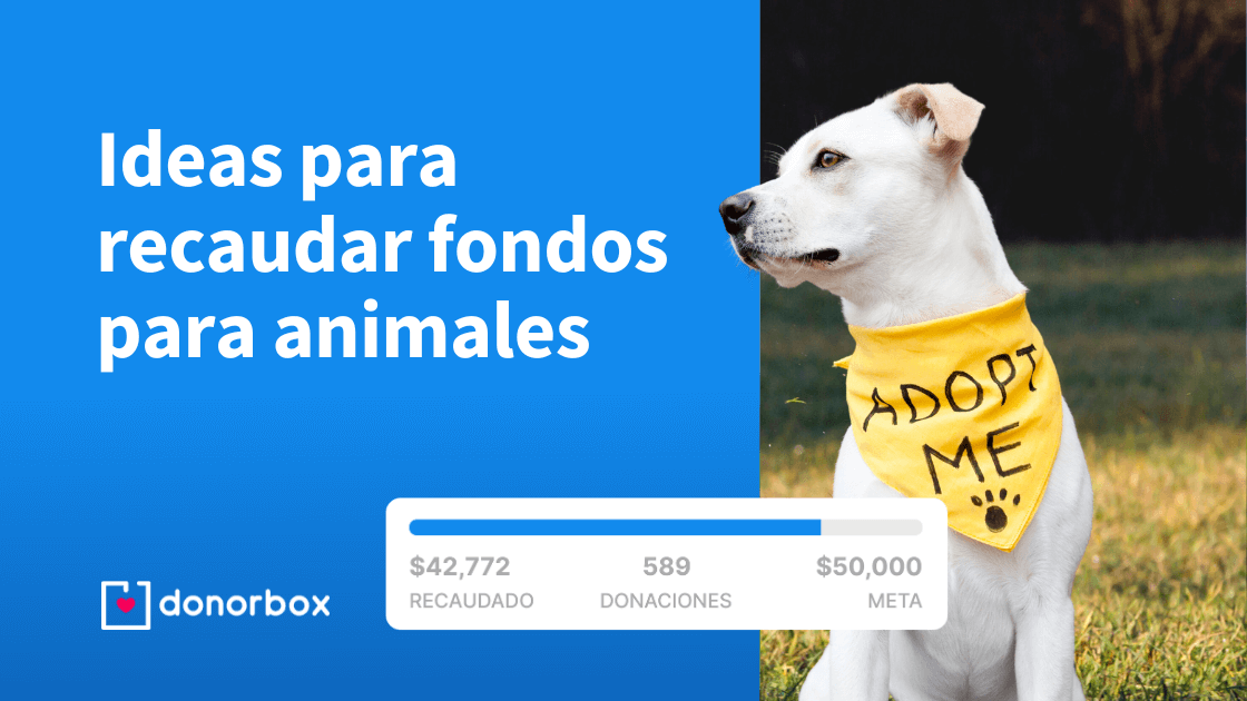 15 ideas para recaudar fondos para animales