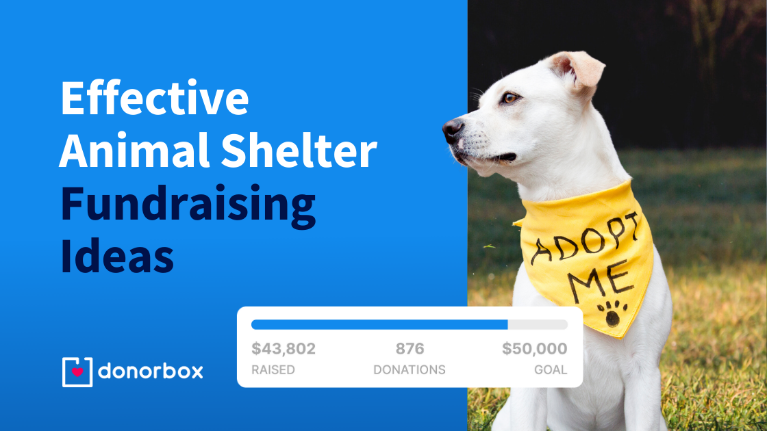 18 Effective Animal Shelter Fundraising Ideas