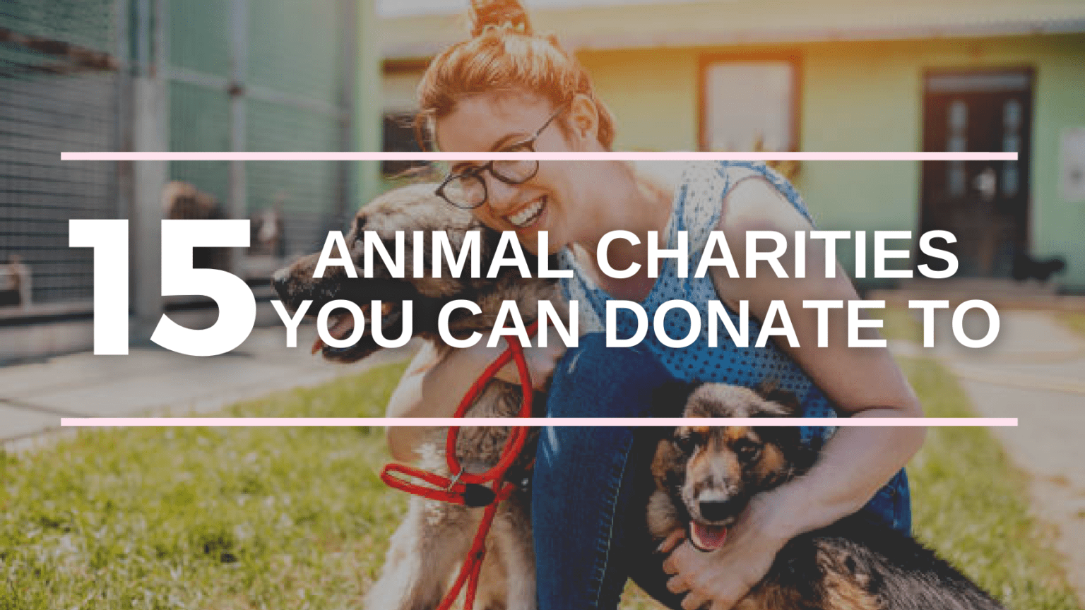 Top 15 Best Animal Charities You Can Donate To in 2021 Donorbox