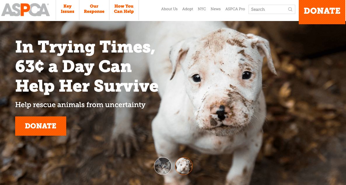 Top 15 Best Animal Charities You Can Donate To In 21 Donorbox