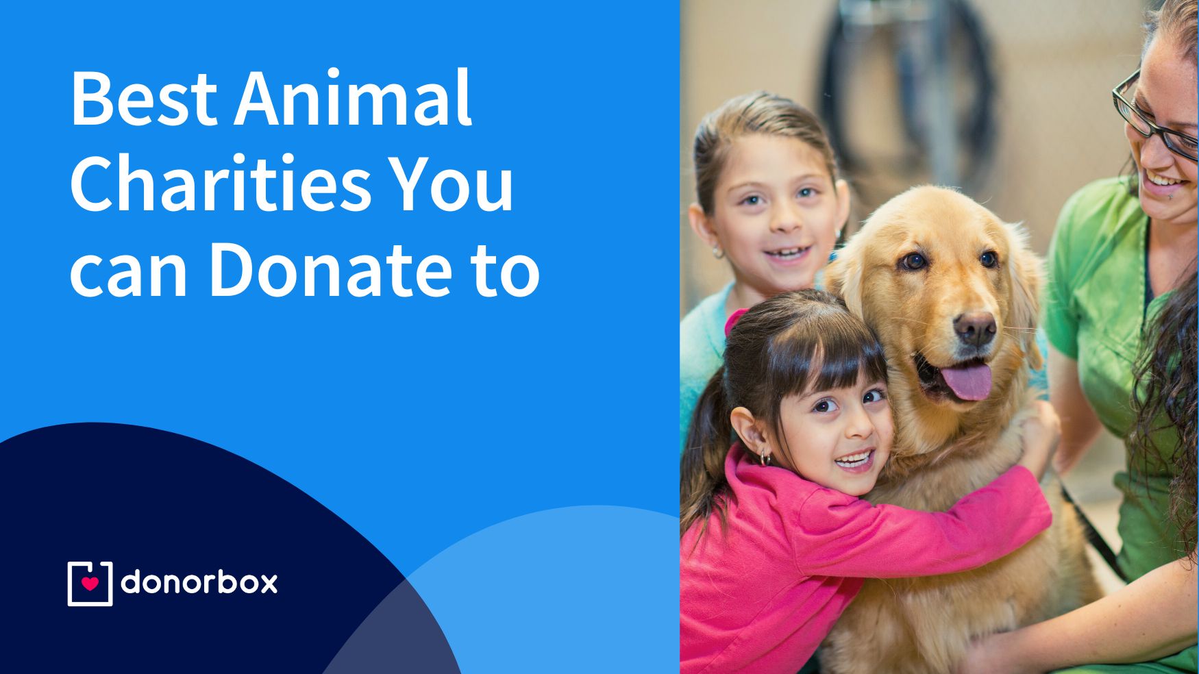 17 Best Animal Charities You Can Donate To