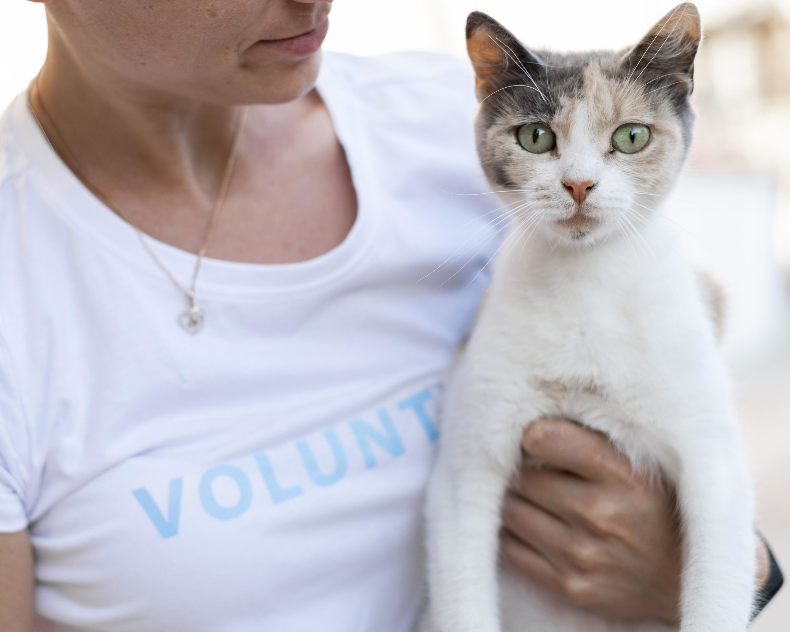 how to start an animal rescue nonprofit
