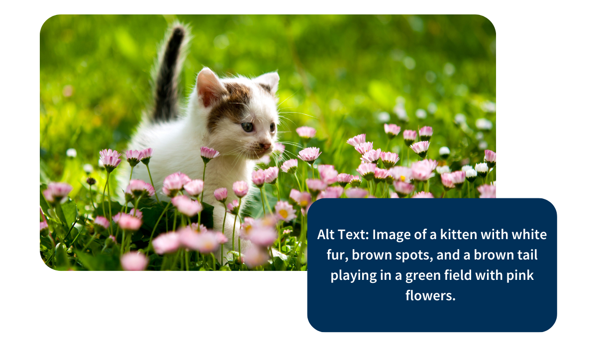 how to add alt text to website images
